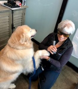 Laser Treatment Dog Izy
